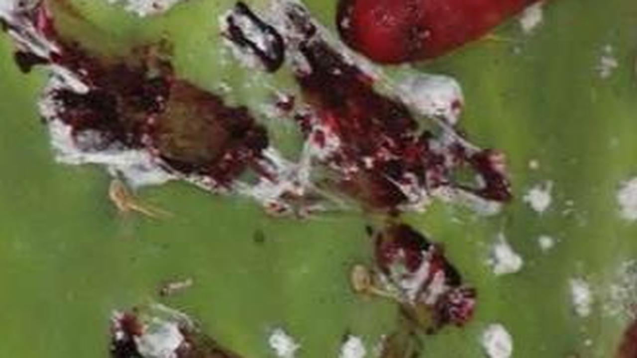 Bangsa Aztec adalah pionir yang pertama kali menggunakan Carmine sebagai pewarna merah, dan sekarang, bahan ini menemukan tempatnya dalam berbagai produk, mulai dari kosmetik hingga makanan.