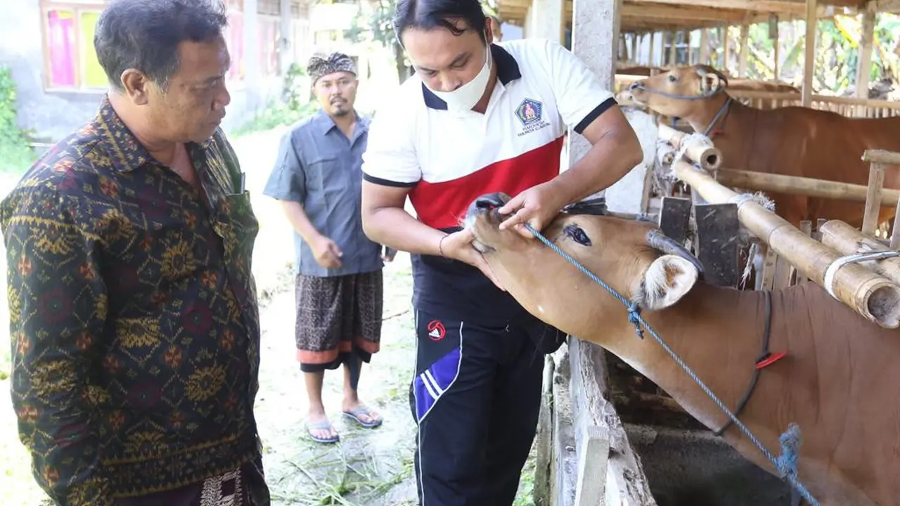 Ketua DPRD Klungkung AA Gde Anom saat meninjau peternakan sapi di Desa Akah (Ist)