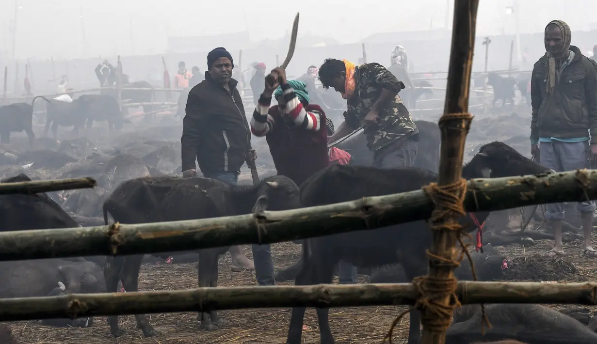 Peserta memenggal kerbau dalam Festival Gadhimai di Bariyarpur, 160 km dari Kathmandu, Nepal (3/12/2019). Festival yang sudah berlangsung turun-temurun ini diwarnai pembantaian kerbau sebagai bentuk persembahan kepada Dewi Hindu Gadhimai. (AFP/Prakash Mathema)