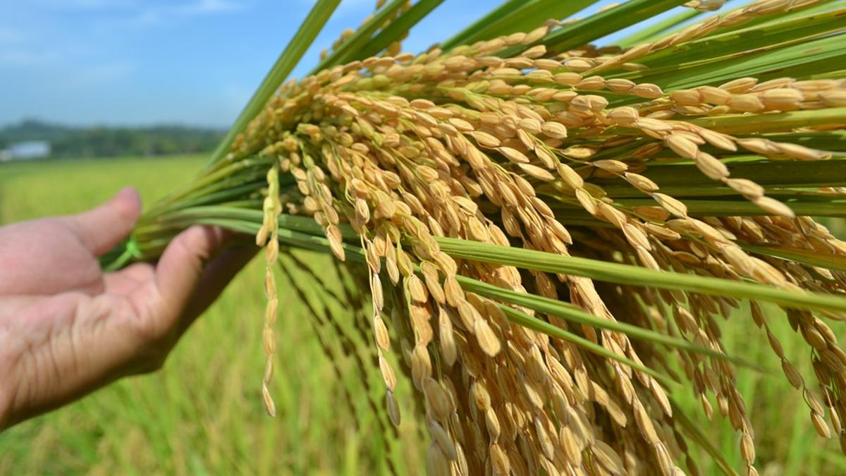 Apa Varietas Padi Paling Bandel Menghadapi El Nino? Regional Liputan6 com
