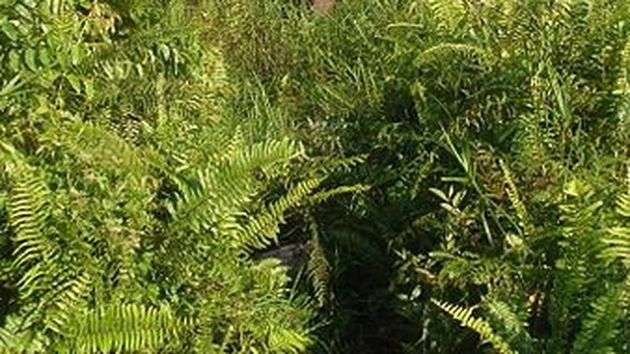 Kini Jadi Sasaran Perambah Hutan, Ini Fakta Menarik Taman Nasional Tesso Nilo di Riau
