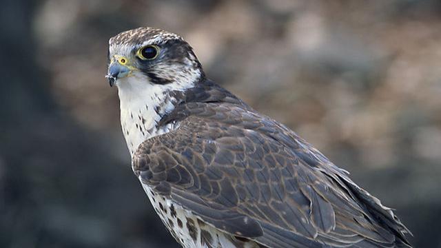 Habitat dan Penyebaran Falcon di Dunia