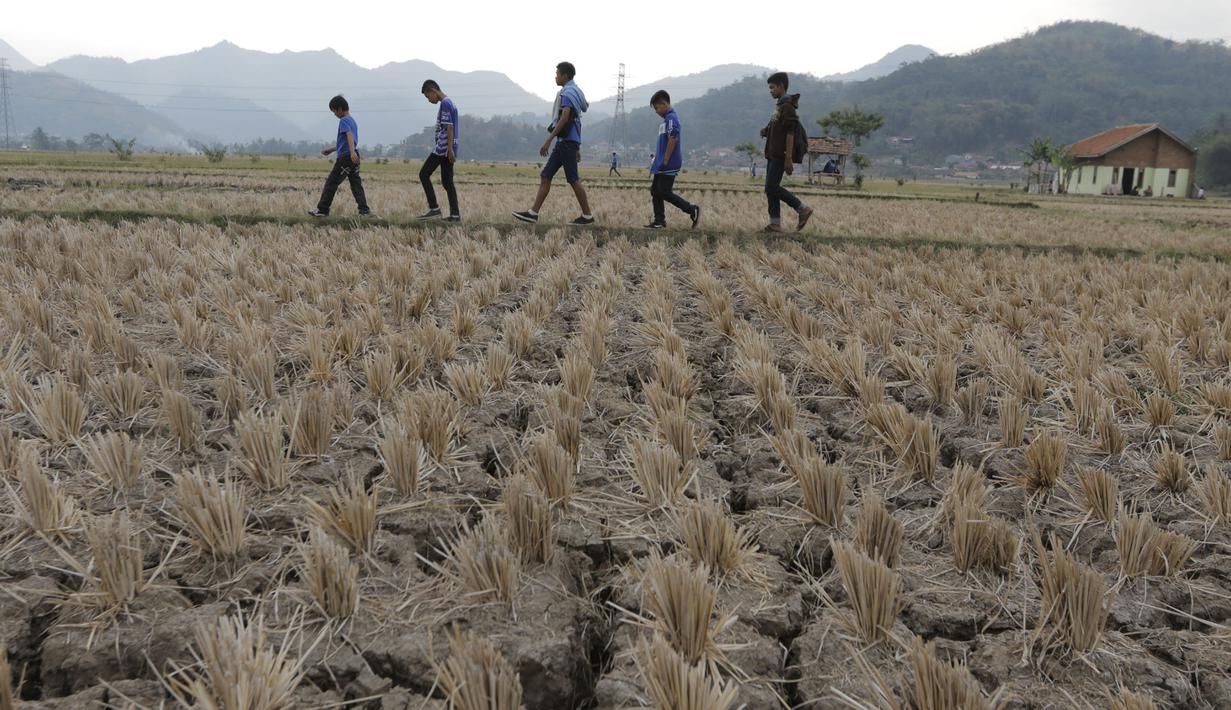 Sejumlah Bobotoh melintasi sawah saat akan menonton pertandingan Persib melawan Mitra Kukar di Stadion Si Jalak Harupat, Bandung. (Bola.com/Vitalis Yogi Trisna)