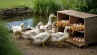 Cara Ternak Bebek Rumahan untuk Pemula agar Cepat Bertelur dan Menguntungkan