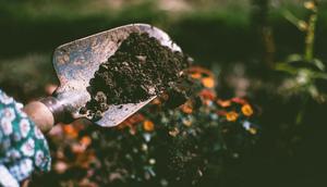 Ilustrasi Media Tanam Tanaman Monstera (Photo by Lisa from Pexels)