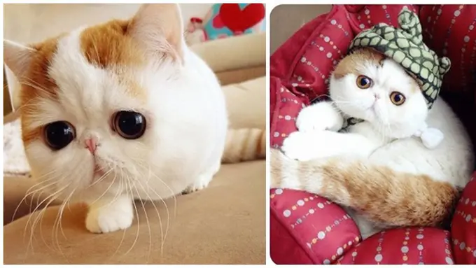 (c) en. rocketnews24.com