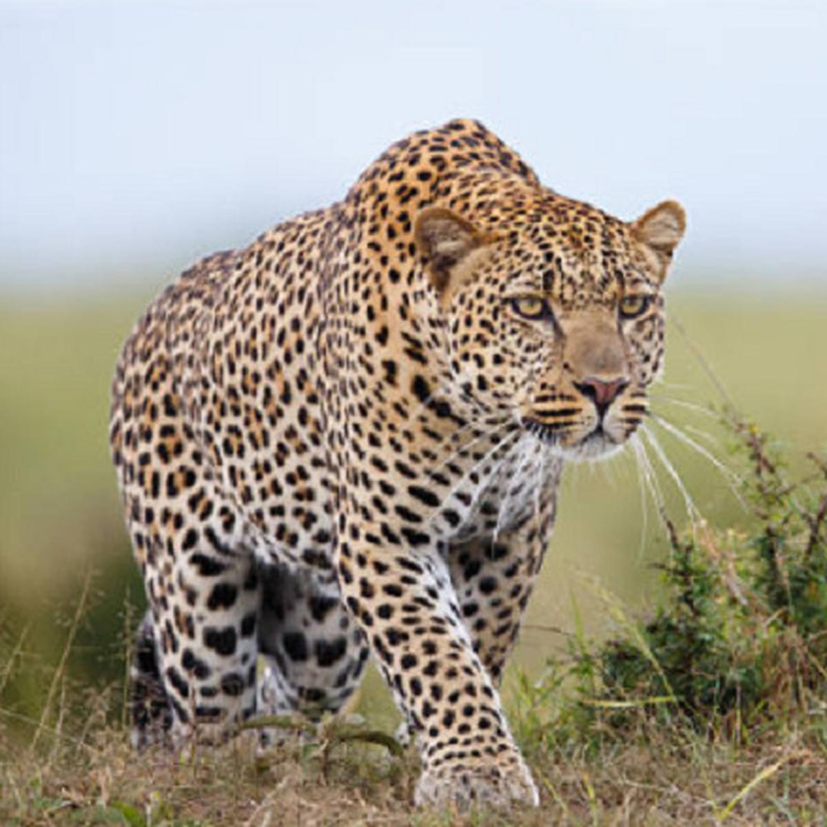 Macan Tutul Serang Biarawan Yang Sedang Bermeditasi Di Hutan India - Global  Liputan6.Com