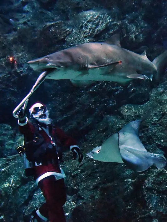 Penyelam berpakaian seperti Sinterklas memberi makan hiu di akuarium Sea Life Bangkok Ocean World di Bangkok, Thailand, Rabu (8/12/2021). Ikan-ikan menyantap makanan dari tangan Sinterklas yang berinteraksi dengan pengunjung dan berpose dari balik kaca akuarium. (Lillian SUWANRUMPHA / AFP)
