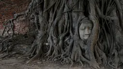Sebuah kepala patung Buddha terlihat di antara akar pohon di kuil Wat Mahathat, Ayutthaya, Thailand (25/12/2015). Patung ini menjadi daya tarik tersendiri karena tidak ditemukan sisa bagian tubuh di sekitar pohon. (REUTERS/Jorge Silva)