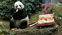 Panda bernama Jia Jia ketika berulang tahun ke-37 tahun 2015 lalu. (Reuters)