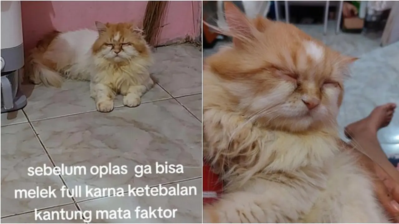 Alami Kelainan Genetik, Kucing Oren Ini Jalani Operasi Plastik di Bagian Mata