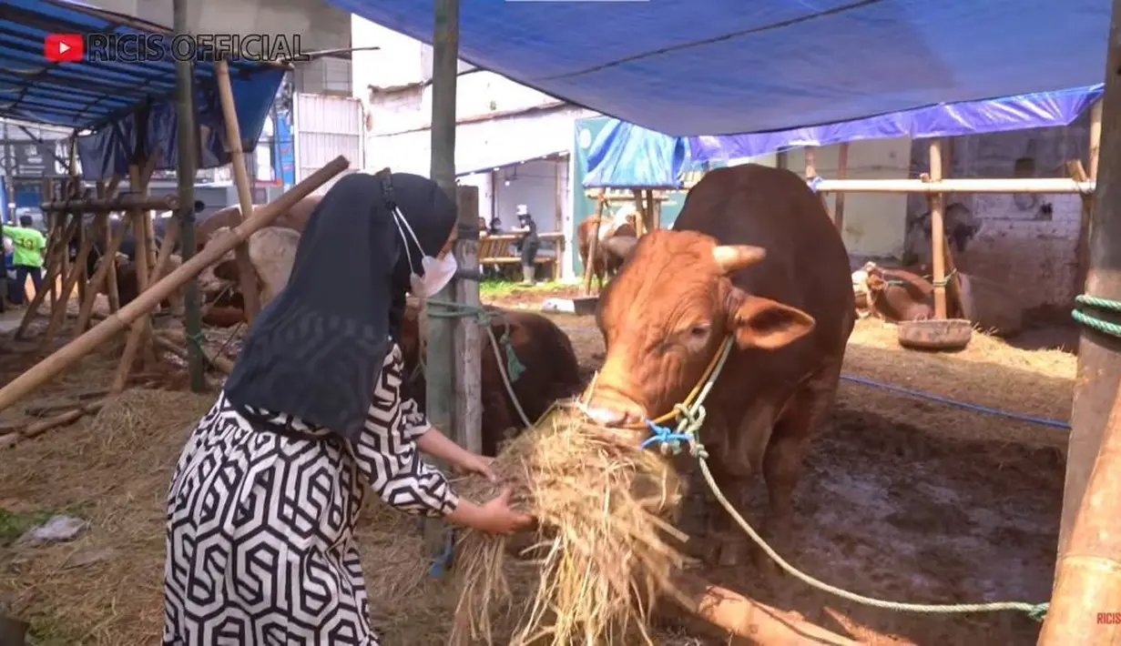 Sebelum menjatuhkan pilihan ke Senopati, Ria Ricis sempat menyambangi beberapa sapi yang menarik perhatiannya dan memberikan makan rumput. (Instagram/riaricis1795)
