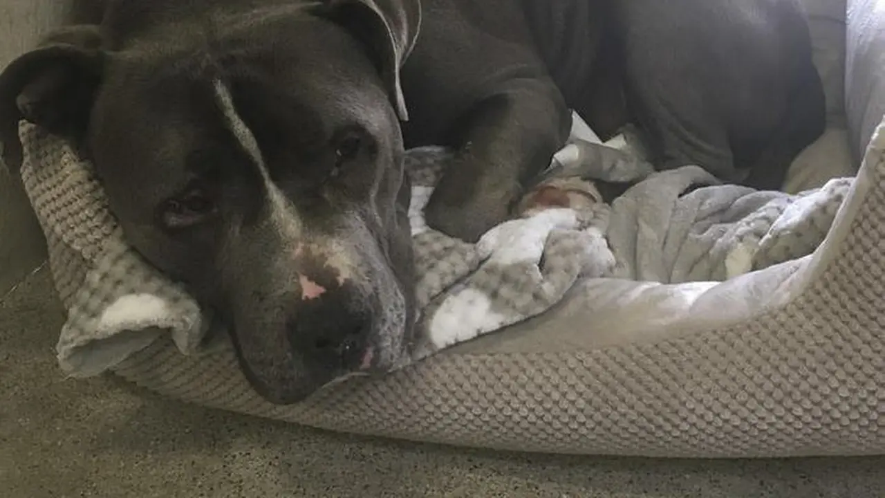 [Bintang] Bukan Anjing Jahat, Pitbull Juga Bisa Nangis! Ini Buktinya!