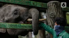 Petugas memberi makan gajah di Taman Margasatwa Ragunan, Jakarta Selatan, Senin (20/4/2020). Pihak pengelola Taman Margasatwa Ragunan tetap melakukan perawatan terhadap seluruh satwa selama pandemi virus corona COVID-19. (Liputan6.com/Faizal Fanani)