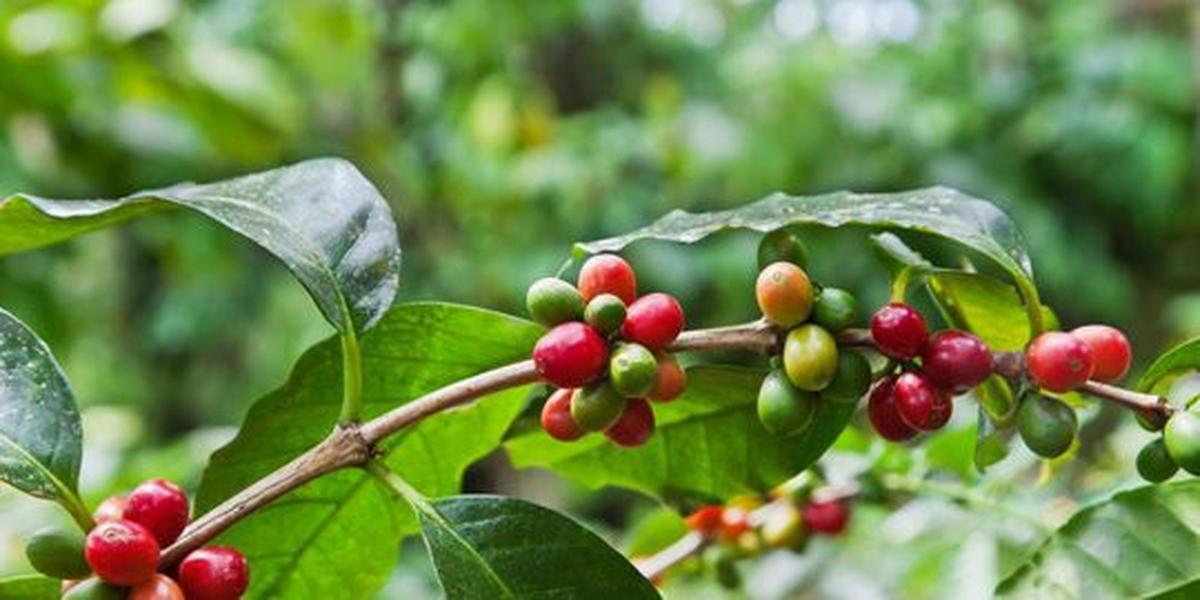 Tidak semua negara bisa menjadi produsen kopi