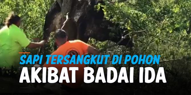 VIDEO: Hantaman Badai Ida, Sapi Sampai Tersangkut di Pohon