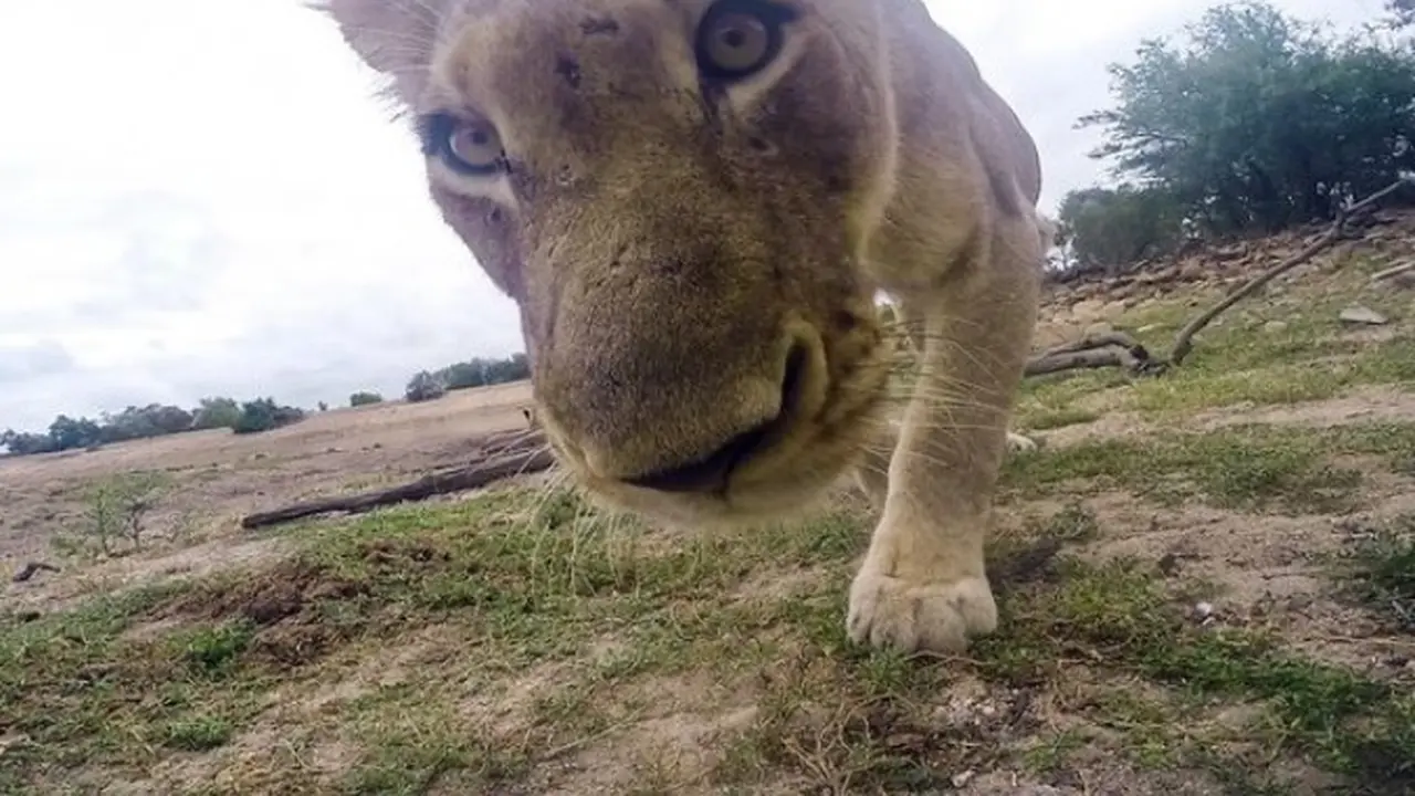 Aksi Selfie Singa Afrika