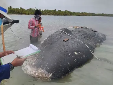 Foto tak bertanggal, peneliti mengumpulkan data bangkai paus sperma yang terdampar di perairan Wakatobi, Sulawesi Tenggara. Pada bangkai paus itu ditemukan 5,9 kg sampah, bahkan terdapat sandal jepit. (Muhammad Irpan Sejati Tassakka, AKKP Wakatobi via AP)