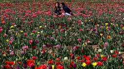 Dua orang berselfie diantara bunga tulip di Cornaredo, Italia, (29/3). Pasangan ini menanam 250.000 tulip dari 183 varietas yang berbeda untuk menciptakan tradisi Belanda. (AP/Antonio Calanni)