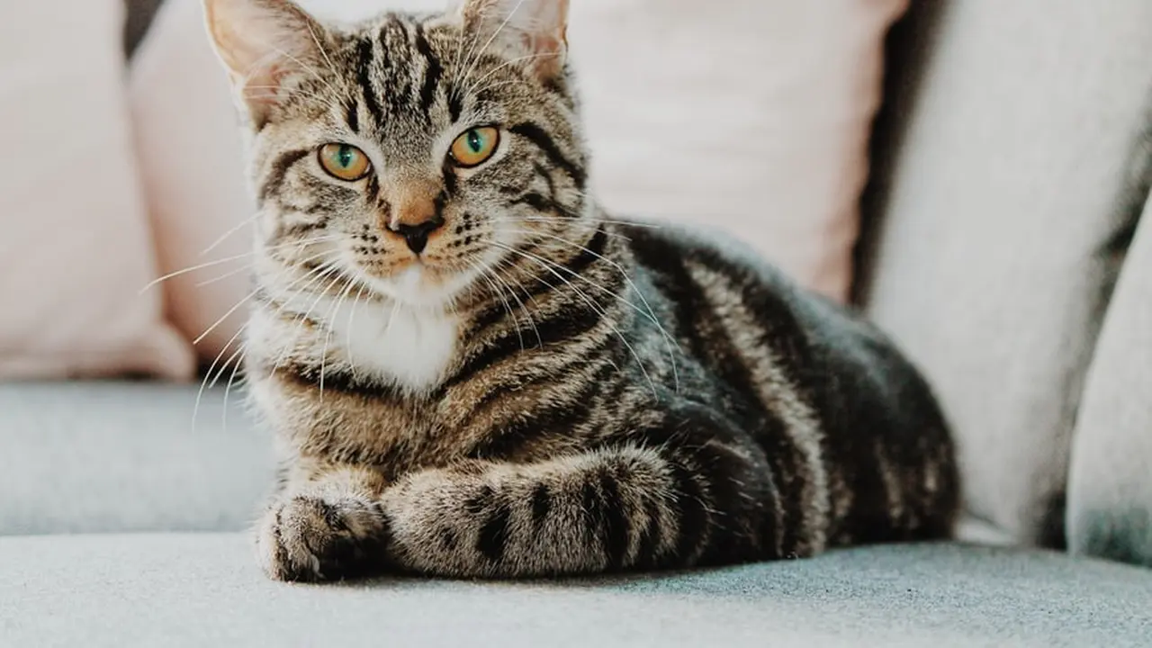 Penyebab Kucing Jamuran