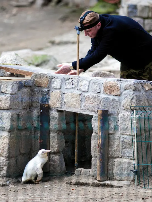 Seekor penguin albino diperlihatkan kepada publik untuk pertama kalinya di kebun binatang Gdansk, Polandia, 22 Maret 2019. Pihak kebun binatang juga belum mengetahui jenis kelamin penguin albino yang belum mempunyai nama tersebut. (Agencja Gazeta/Michal Ryniak via REUTERS)
