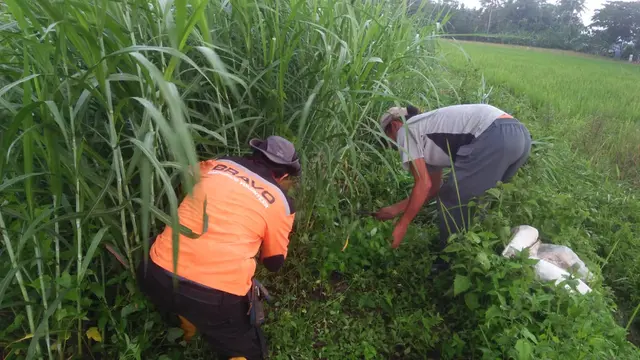 Rumput Tertutup Abu Vulkanik Erupsi Merapi, Peternak di Babadan 1, Ndukun Keluhkan Kesulitan Cari Pakan Ternaknya