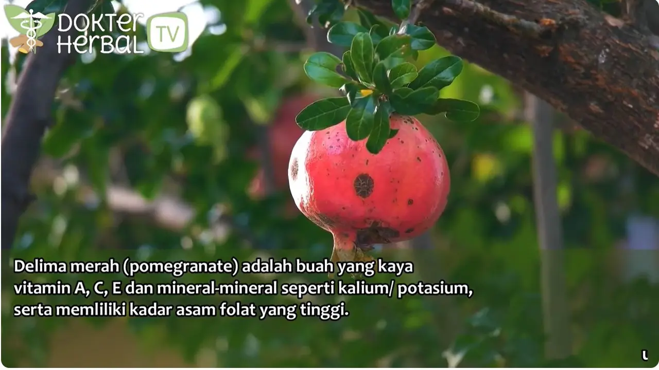 Dokter Herbal Jelaskan Manfaat Delima untuk Kecantikan