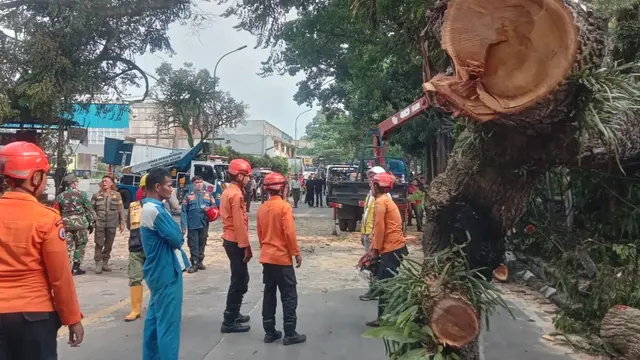 Insiden pohon tumbang di Jalan Raya Bogor-Sukabumi Desa Bitung Sari, Kecamatan Ciawi, Kabupaten Bogor. (Liputan6.com/Achmad Sudarno)