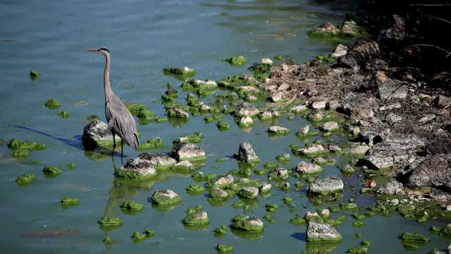 Penampakan Danau Terbesar di California yang Dipenuhi Ganggang Berbahaya