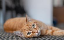 Mengapa Anjing dan Kucing Sering Mengikuti Pemilik ke Kamar Mandi?
