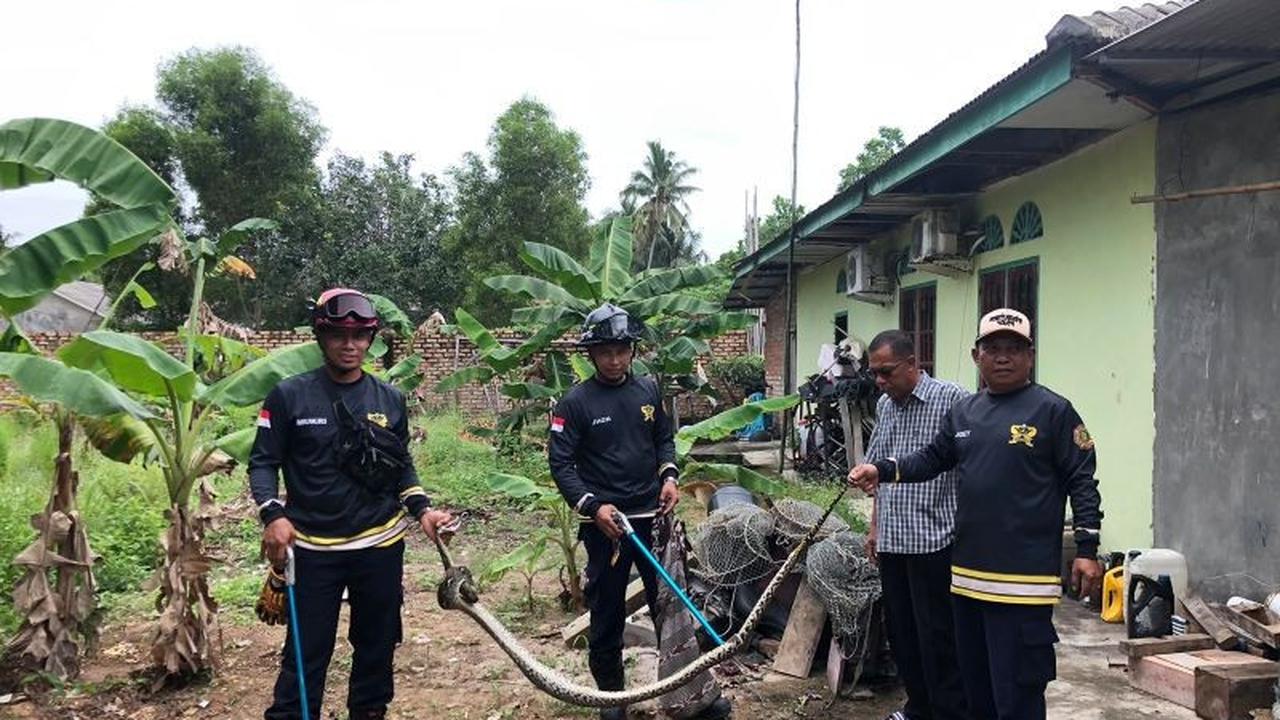 UPTD Damkar Bintan Berhasil Evakuasi Ular Piton Dua Meter yang Mangsa Ternak Warga