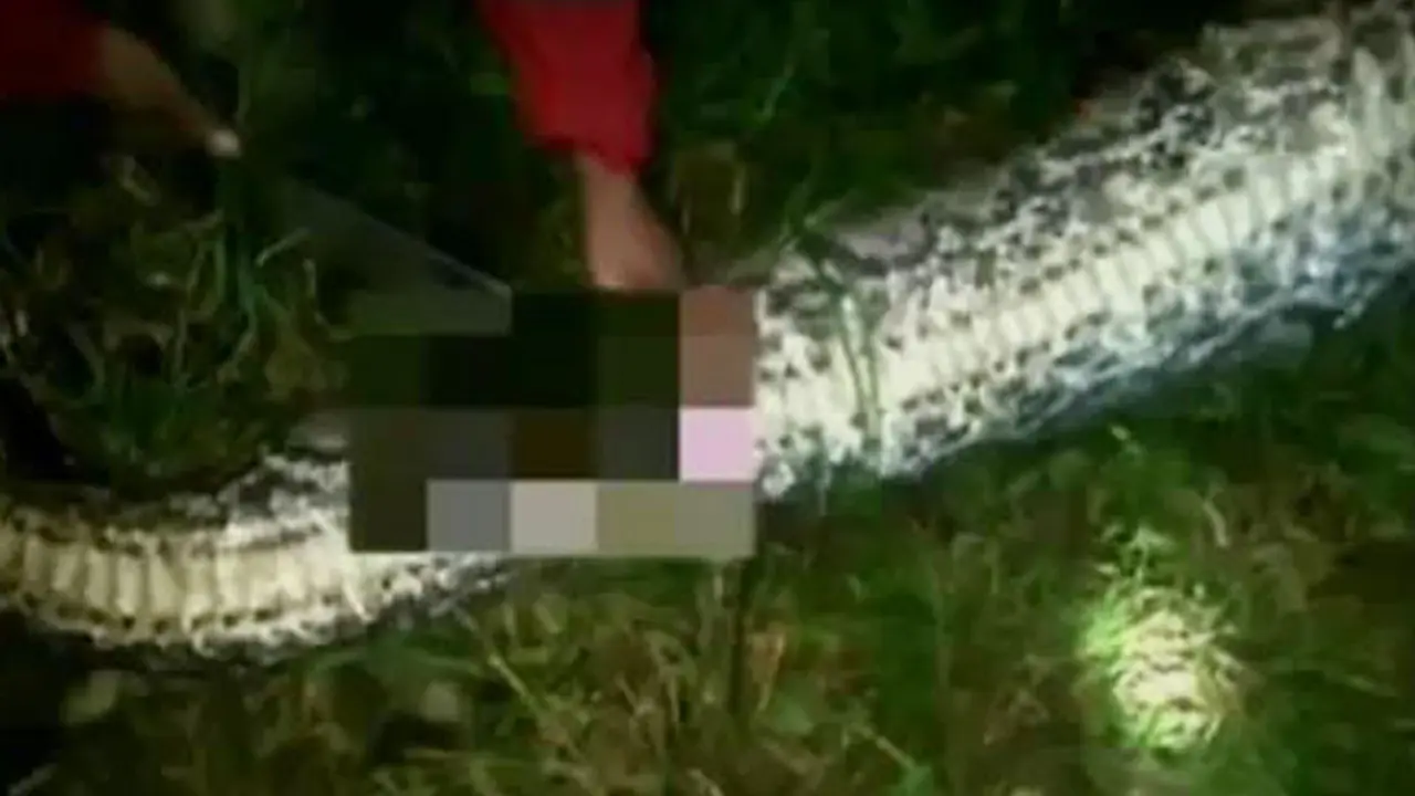 Balas Dendam Si Ular Piton Hantui Warga Sekitar Kebun Sawit