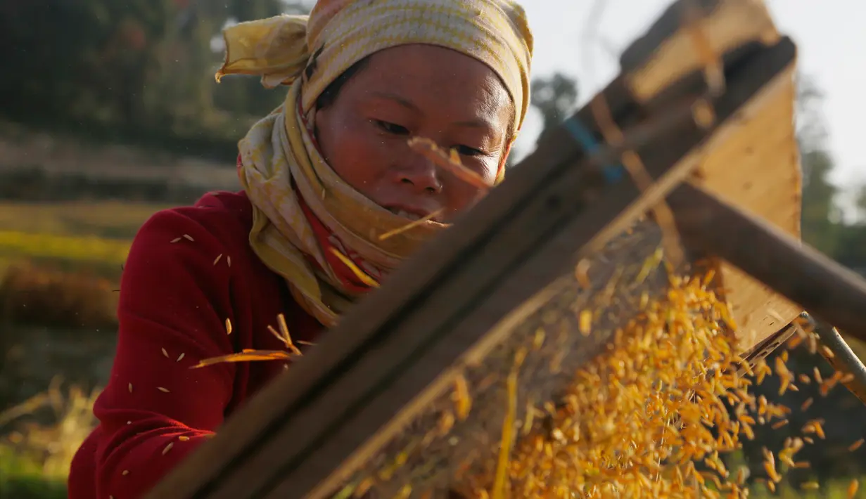 Seorang petani Nepal memisahkan biji-bijian setelah panen padi di Chaukot, pinggiran Kathmandu, Nepal (30/10). Pertanian adalah sumber utama makanan, pendapatan, dan pekerjaan bagi mayoritas orang di negara Himalaya ini. (AP Photo/Niranjan Shrestha)