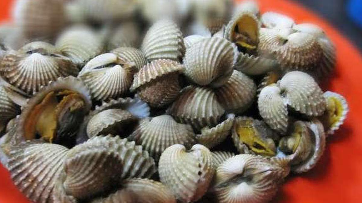 Tips Mengolah Kerang Lezat