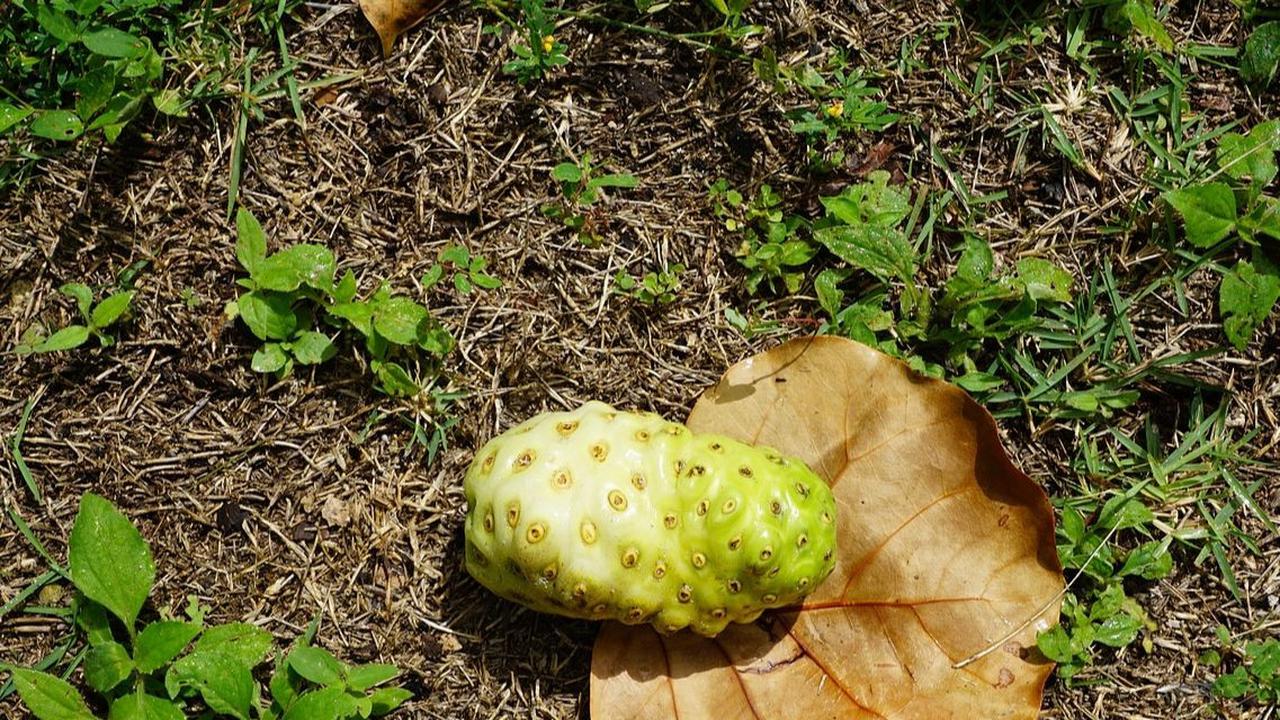 Cara Menghilangkan Bekas Luka di Kaki: Mengkudu, Air Kelapa, Kencur