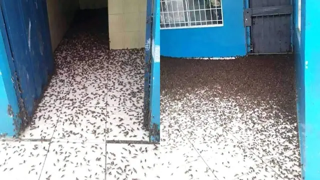 Kumpulan Jangkrik Penuhi Bangunan Sekolah