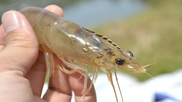 Kepala Udang