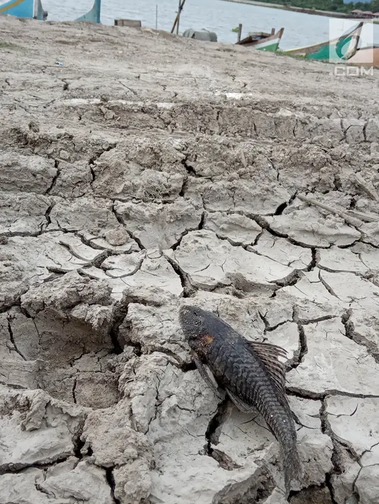 Seekor ikan mati di pinggir danau Limboto yang mengalami pendangkalan yang begitu luar biasa di Gorontalo, Kamis (20/12). Ribuan ekor ikan mati dan hal ini pun sangat berdampak pada pendapatan Nelayan Danau Limboto. (Liputan6.com/Arfandi Ibrahim)