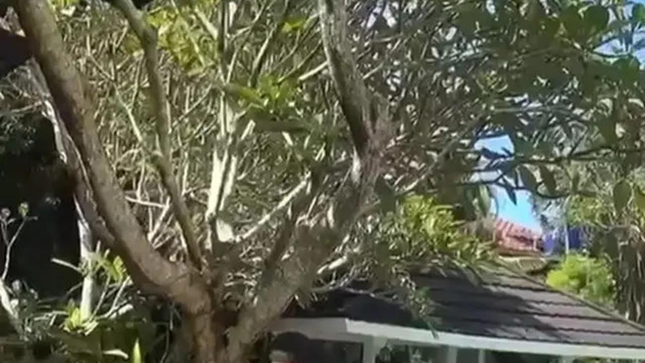 7 Potret Taman Rumah Syahrini di Bogor yang Asri, Banyak Spot Estetik