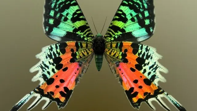 30 Makhluk Bumi yang Punya Warna Mirip Pelangi, Cantik dan Eksotis