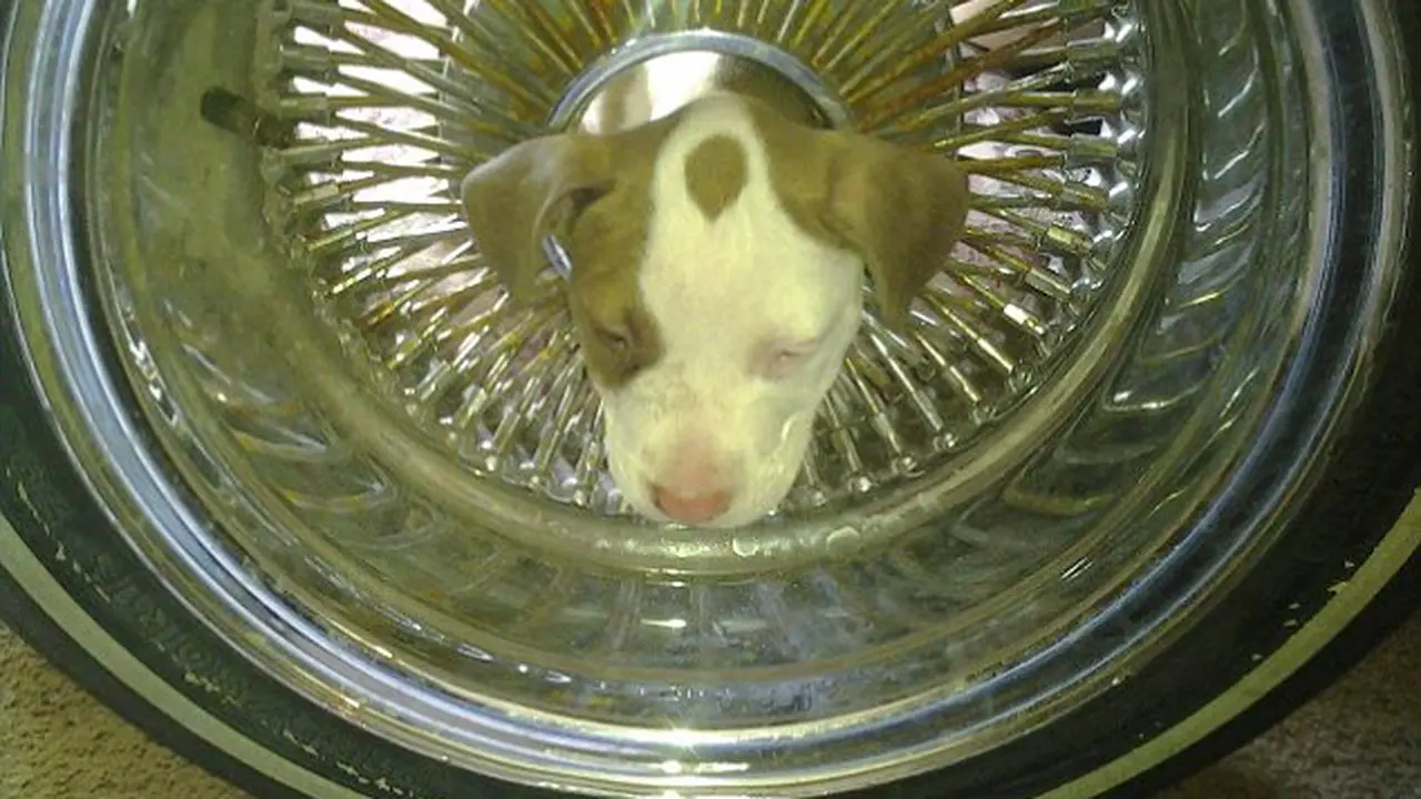 Kepala Anjing Ini Nyangkut di Velg Mobil