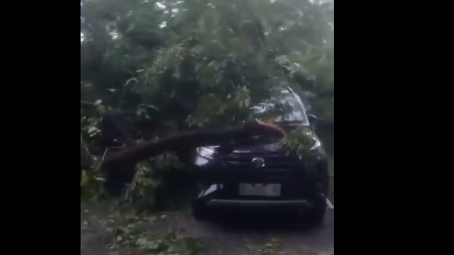 Pohon Tumbang Disertai Suara Dentuman Keras Bikin Pegawai Kantor Gubernur Sulsel Panik, 4 Mobil Ringsek