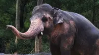 Kaavan dijuluki sebagai gajah paling kesepian di dunia karena tidak memiliki teman (Foto: Instagram/ftwglobal).
