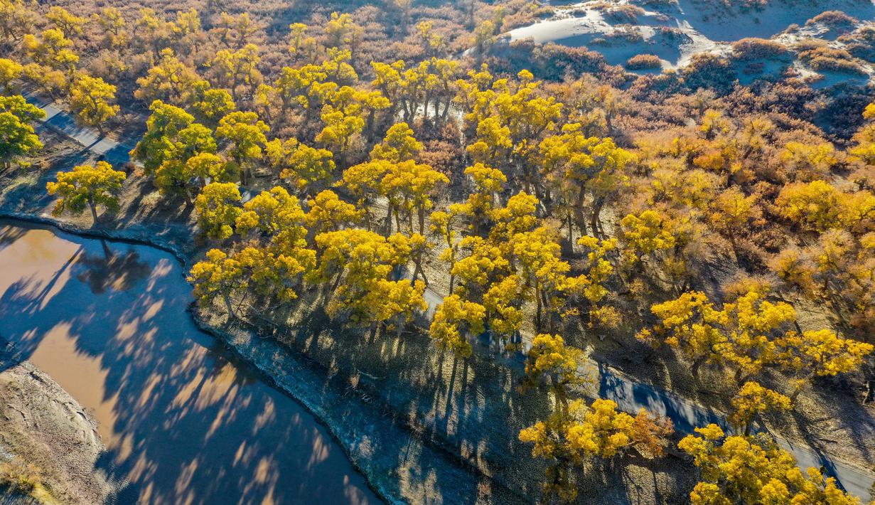 Foto dari udara yang diabadikan pada 18 Oktober 2020 ini menunjukkan pemandangan musim gugur di hutan poplar gurun (populus euphratica) di Wilayah Ejin, Daerah Otonom Mongolia Dalam, China utara. (Xinhua/Lian Zhen)