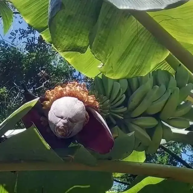 6 Potret Penampakan Nyeleneh di Pohon Pisang Bikin Kaget, Harus Lihat Fokus