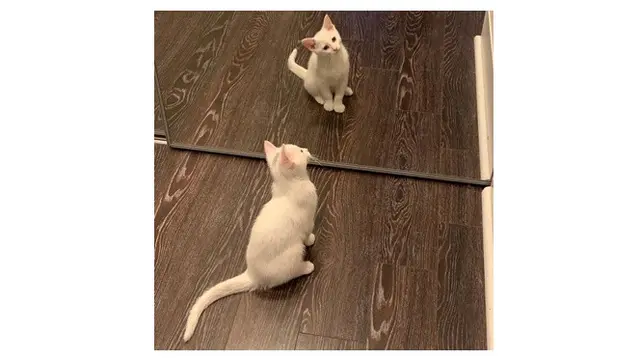 Potret Lucu Kucing Saat Berkaca Ini Bikin Gemas