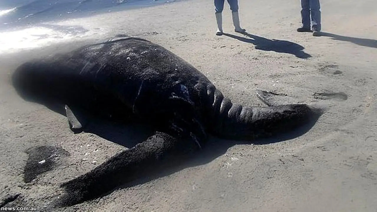 Paus Berkepala Dua Terdampar di Pantai