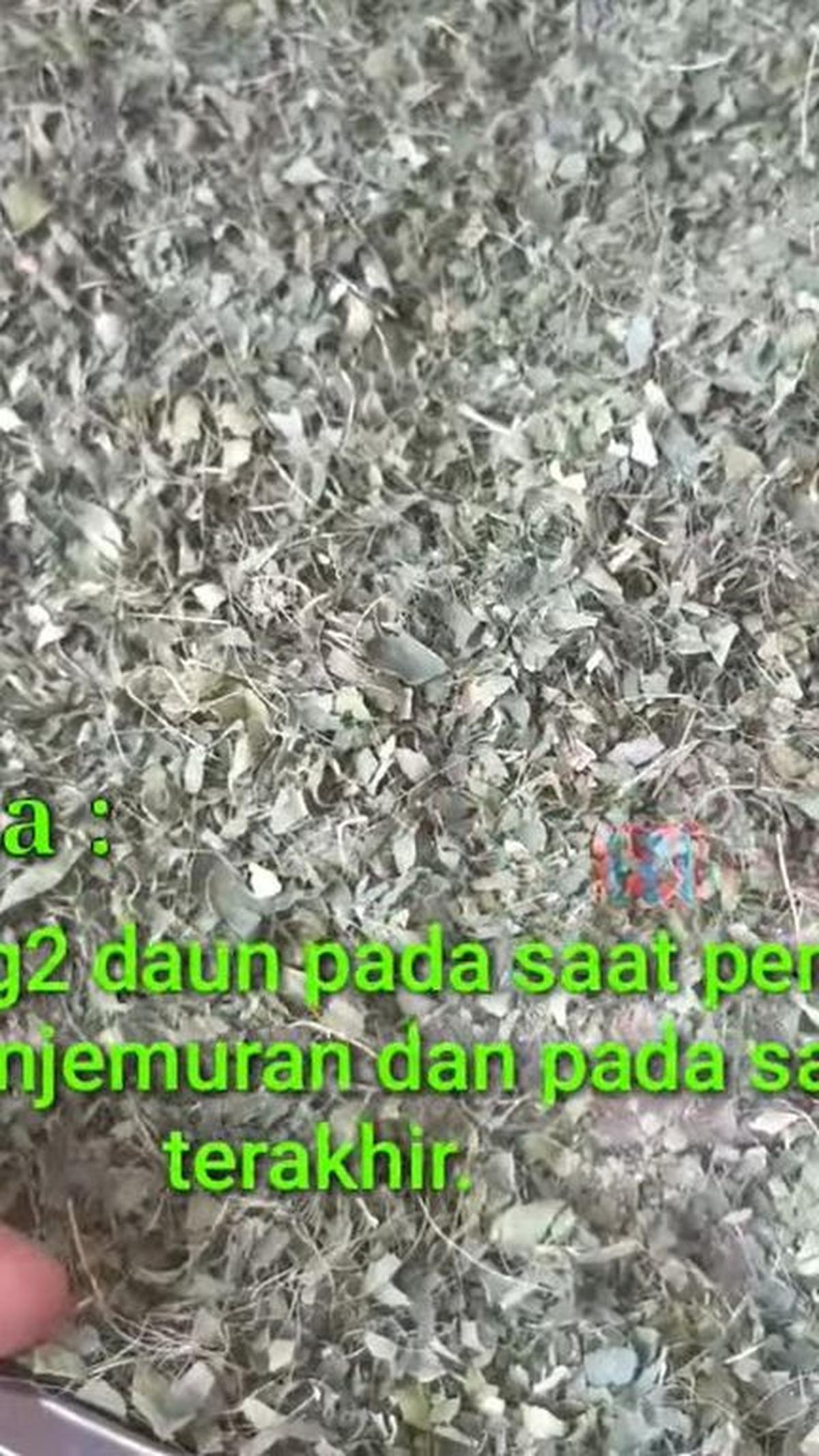 Pisahkan Tulang-tulang Daun
