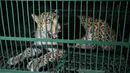 Macan tutul liar terlihat di dalam kandang setelah ditangkap di pinggiran Siliguri di timur laut India (9/5). Macan tutul yang berkeliaran tersebut menyebabkan kekhawatiran bagi warga setempat. (AFP Photo/Diptendu Dutta)