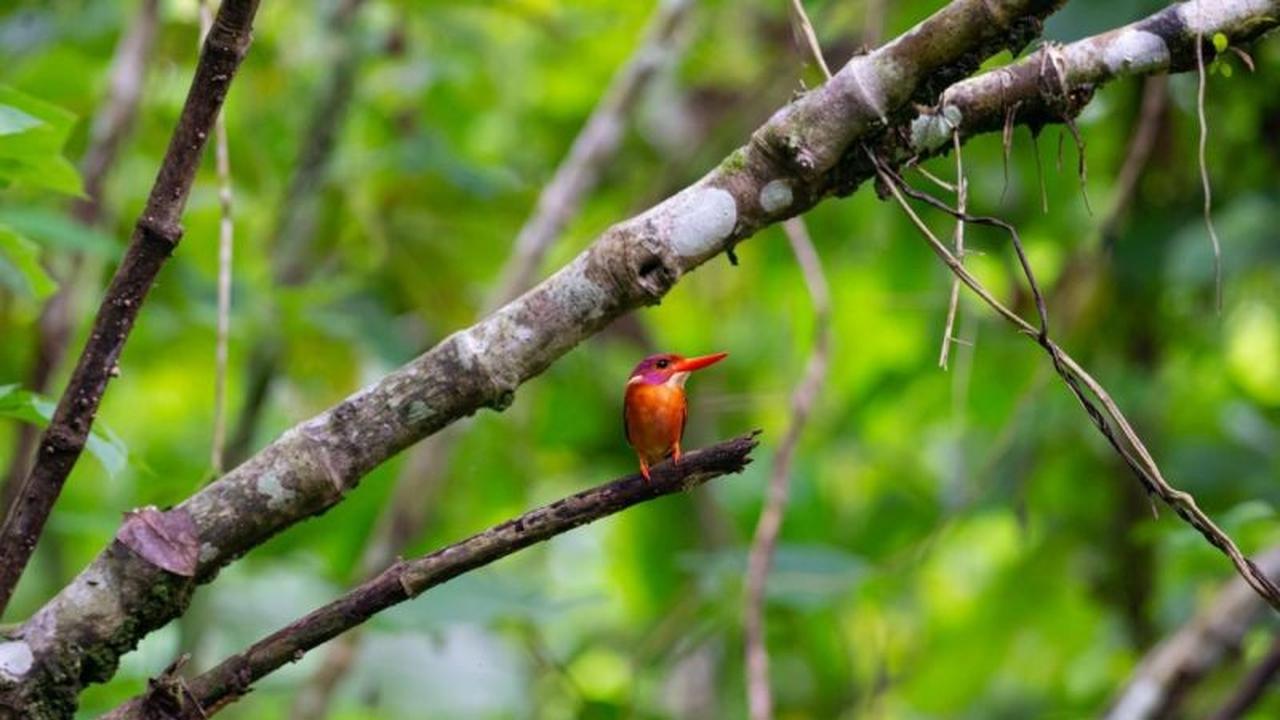 Sulawesi Memimpin: Jadi Pusat Burung Endemik Terbanyak di Indonesia dengan 159 Jenis